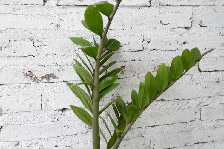 Tanaman daun dolar atau ZZ plant.