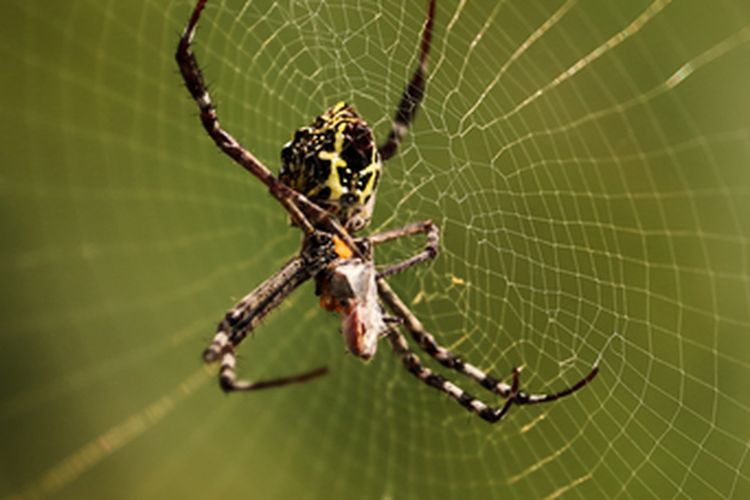 Ilustrasi laba-laba sebagai musuh alami serangga