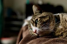 Penyebab Kucing Sedih dan Tidak Bahagia 