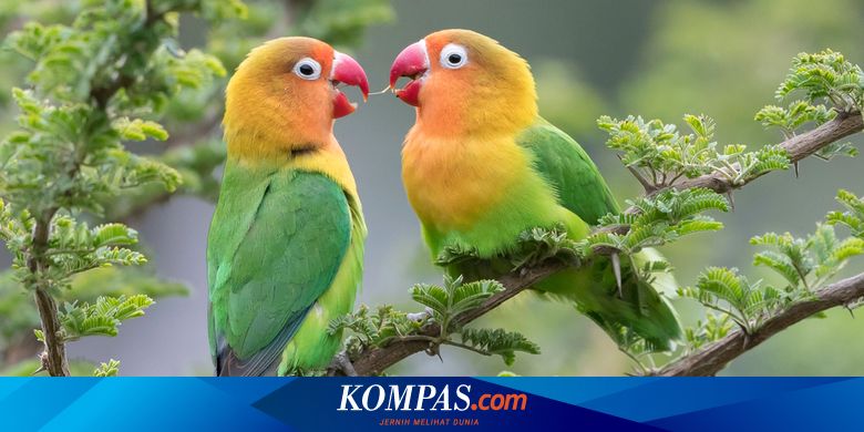 5 Sayuran Segar Yang Cocok Untuk Lovebird Halaman All Kompas Com 5 Sayuran Segar Yang Cocok Untuk Lovebird Halaman All Kompas Com