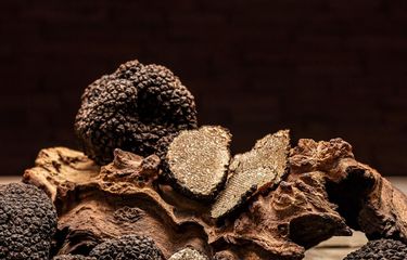 Jamur Truffle Putih