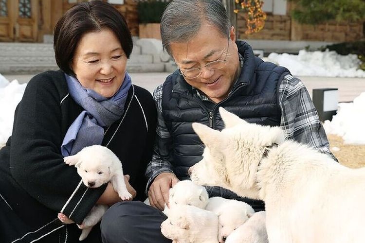 Mantan Presiden Korea Selatan Moon Jae-in mengatakan dia berencana untuk menyerahkan kembali ke negara sepasang anjing yang merupakan hadiah yang dikirim pemimpin Korea Utara Kim Jong-un.
