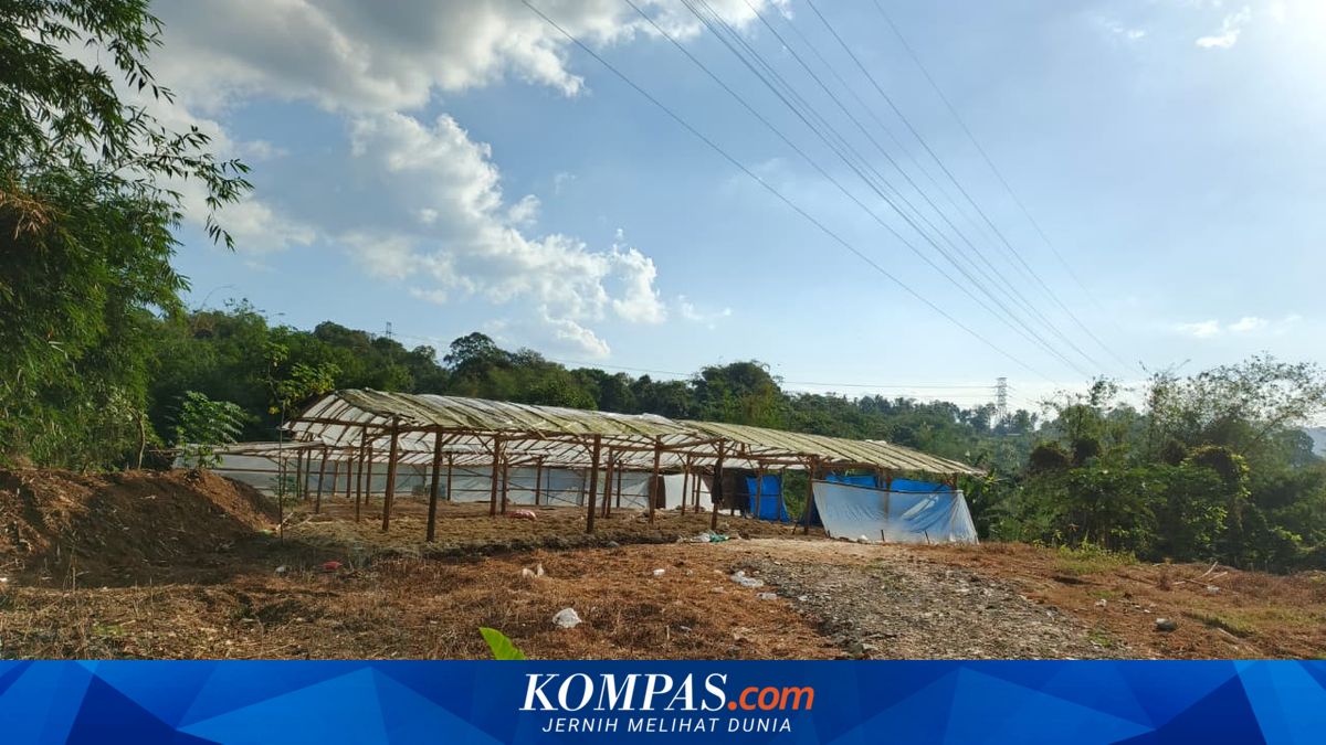Usaha Penjemuran Bulu Ayam di Semarang Diprotes Warga Salatiga, seperti Mencium Bangkai