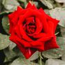 9 Tips Merawat Bunga Mawar saat Musim Hujan agar Tidak Layu dan Mati