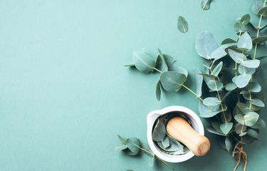 Ilustrasi eucalyptus
