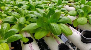 5 Sayuran yang Bisa Tumbuh Subur di Air