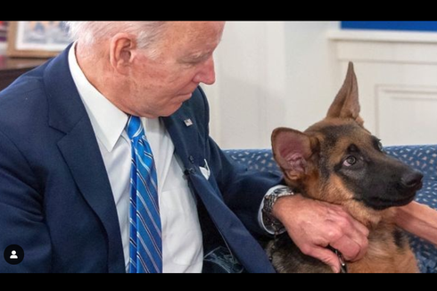 Anjing Joe Biden Kembali Gigit Paspampres, Kini Dianggap Ancaman Bahaya di Gedung Putih