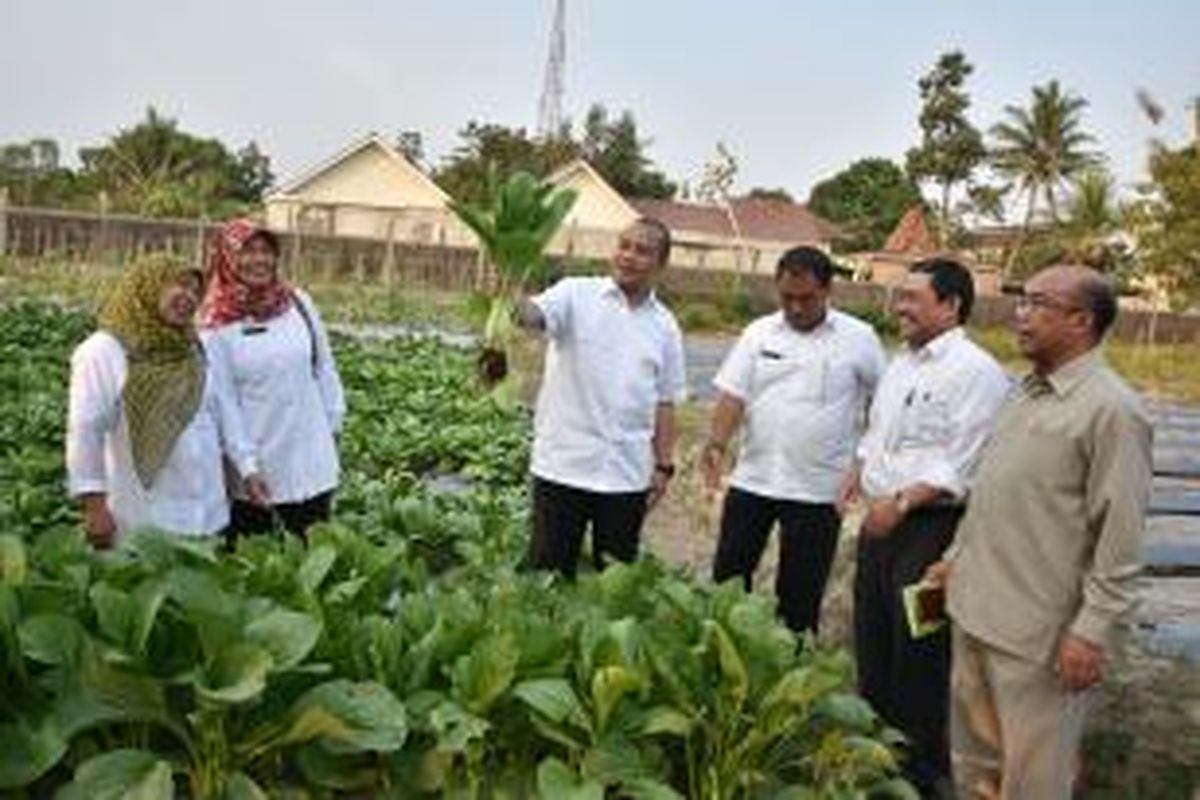 Menteri Desa Marwan Jafar menunjukkan hasil pertanian di Balai Latihan Masyarakat Yogyakarta di Lahan Praktek Karang Tumaritis pada pelatihan 1-12 Oktober 2015.