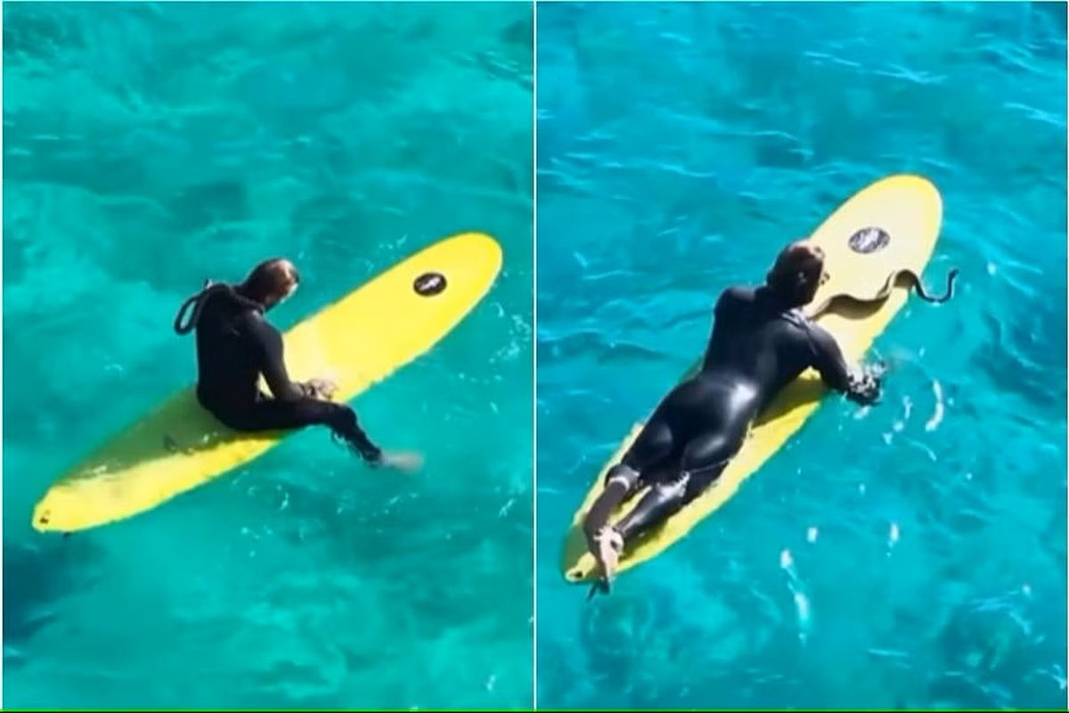 Peselancar Australia membawa ular piton di Gold Coast pada Minggu (17/9/2023).