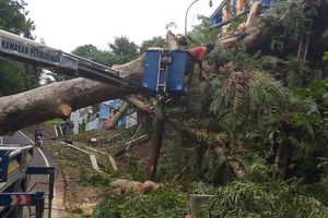 BMKG Ungkap Penyebab Angin Kencang di Kota Semarang, Kecepatannya Tembus 50 Km/Jam