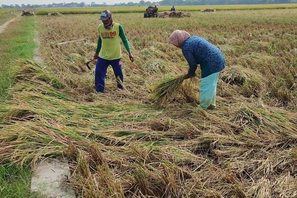 Ramita petani desa Bangodua, Kecamatan Klangenan, Kabupaten Cirebon Jawa Barat menunjukkan kondisi irigasi dan sawah yang kering, pada Rabu (2/8/2023)