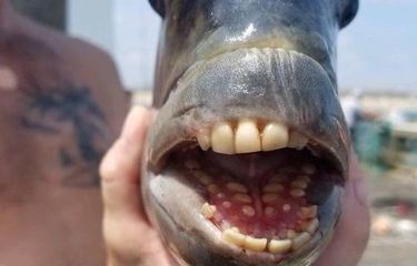 Ikan Sheephead dengan gigi mirip manusia. Ikan aneh ini ditemukan di kawasan pantai di Negara Bagian North Carolina, Amerika Serikat.