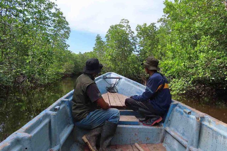 Hutan mangrove di Desa Teluk Pambang, Kabupaten Bengkalis.
