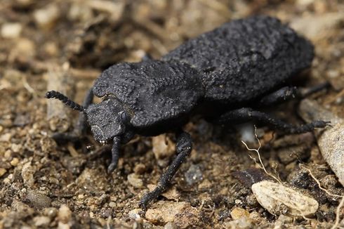Kumbang Tangguh Ini Jadi Inspirasi Ilmuwan untuk Rancang Pesawat Lebih Kuat