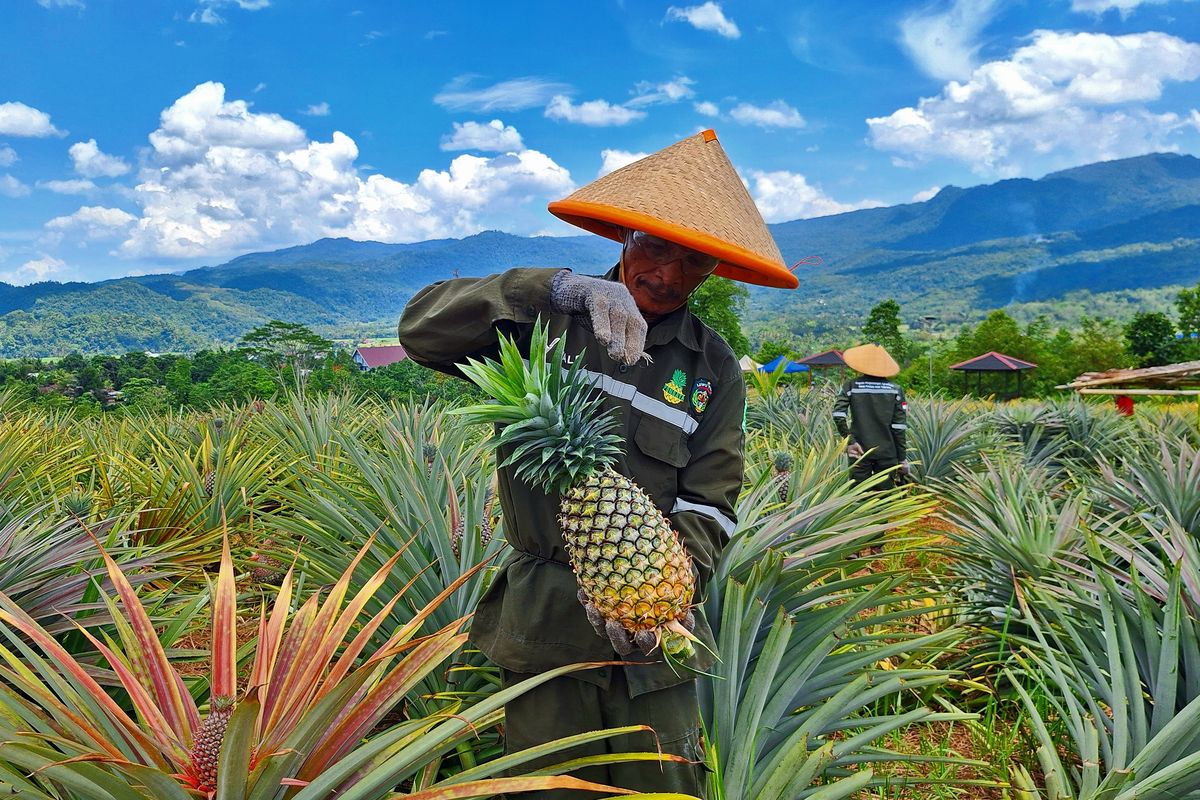 Petani Kelompok Tani Ponda?ta memanen nanas berukuran besar di kebun Ponda?ta, Desa Tabarano, Wasuponda, Luwu Timur, yang dulunya merupakan lahan kritis.