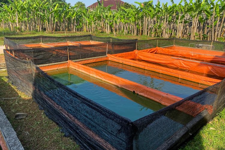 Mudah! Ini Panduan Budidaya Ikan Lele di Kolam Terpal