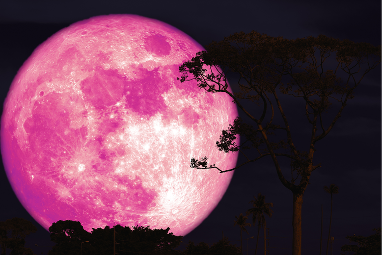 Pink Moon Awal April 2026, Ini Waktu Puncak dan Asal-usul Namanya