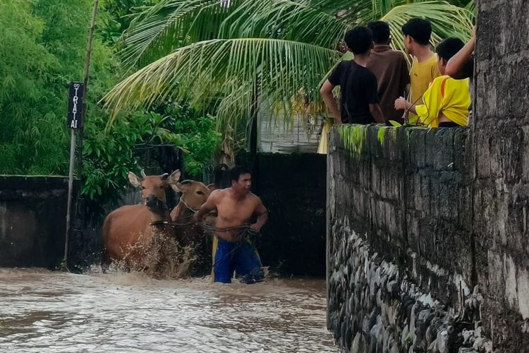 Warga di Desa Banjarasem, Kecamatan Seririt, Kabupaten Buleleng, Provinsi Bali, mengevakuasi hewan ternak ke tempat aman saat banjir, Senin (27/1/2025). 