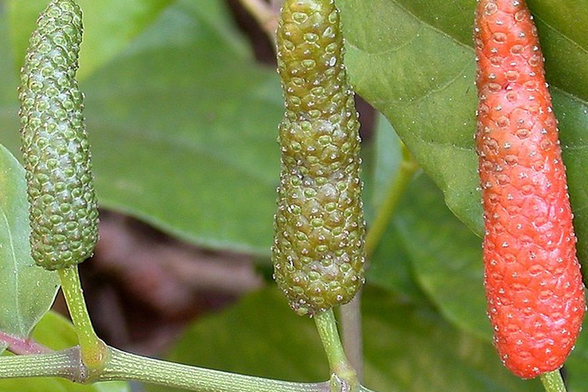 Ilustrasi cabai jawa, tanaman cabai jawa.