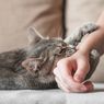 Pakar IPB: Cakaran Kucing Berpotensi Tularkan Rabies, Ini Langkah Pertolongan Pertamanya