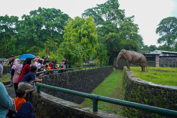 Pengunjung melihat gajah di Taman Margasatwa Ragunan, Jakarta, Sabtu (28/6/2025). Libur panjang akhir pekan dimanfaatkan warga Jakarta dan sekitarnya untuk berlibur bersama keluarga. Untuk masuk Taman Margasatwa Ragunan, pengunjung membayar tiket sebesar Rp 3.000 untuk anak-anak dan Rp 4.000 untuk dewasa.