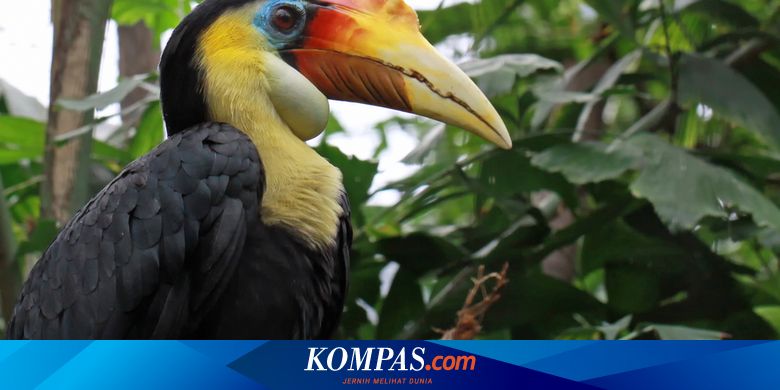 Julang Jambul Hitam Dijuluki Petani Hutan, Kok Bisa?
