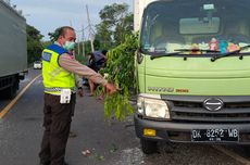 Pikap Tabrak Truk di Jalan Singaraja-Gilimanuk, Sopir Tewas 