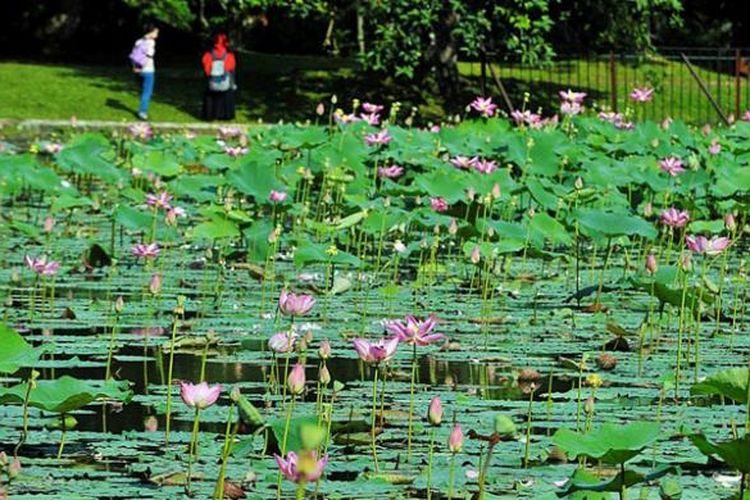 Tanaman lotus di Kebun Raya Bogor