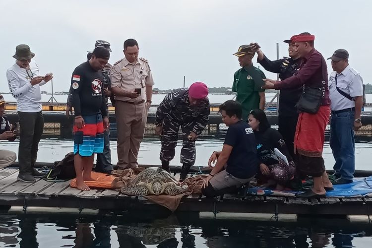 TNI AL Denpasar melepasliarkan penyu hasil penggagalan upaya penyelundupan, Kamis (19/1/2023) di Perairan Banyuwedang, Kabupaten Buleleng, Provinsi Bali.