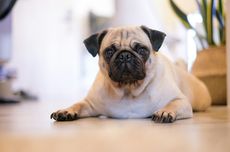 7 Ras Anjing Berwajah Pesek, Unik dan Menggemaskan 