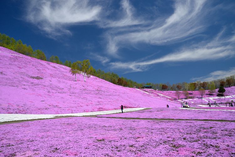 Moss Pink di Hokkaido, Jepang.