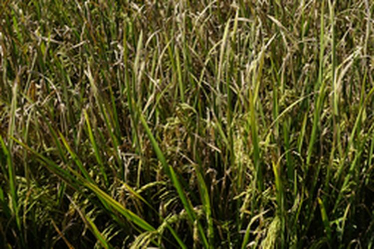 Ilustrasi tanaman padi terserang hawar daun padi