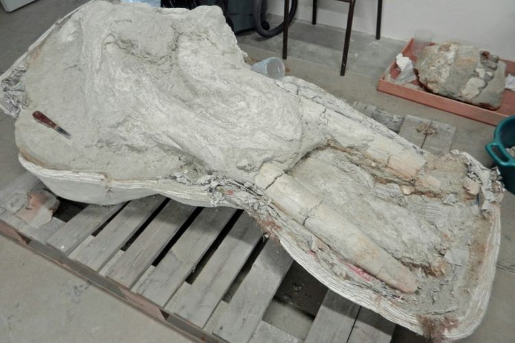 Seorang petani menemukan tengkorak seekor mastodon, kerabat gajah dengan empat gading yang telah punah, di Pyrenees Prancis