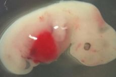 2018, Ilmuwan Berhasil Ciptakan Embrio Hibrida Manusia dan Domba