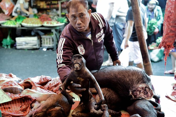Seorang pedagang menunjukkan monyet hitam Sulawesi (Macaca nigra) yang dijualnya di Pasar Tomohon, Sulawesi Utara, Sabtu (18/2/2017). Sebagai salah satu primata dengan populasi terancam di dunia, perburuan monyet hitam Sulawesi untuk dijual sebagai santapan masih tinggi.