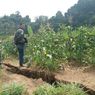 Ada Pergerakan Tanah, 45 Hektar Sawah di Cianjur Terancam Gagal Panen