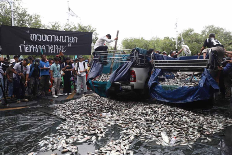 Seberapa Parah Ancaman Ikan Nila Hitam di Thailand sampai Mau Diberantas?