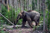 Warga di Aceh Tewas Diduga Terinjak Gajah Liar, Ini Penjelasan BKSDA