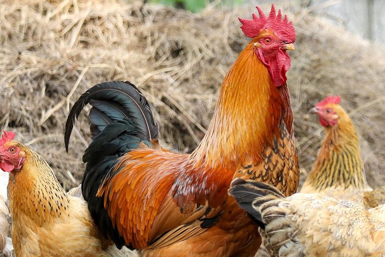 Ilustrasi ayam, memelihara ayam. 