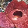 Bunga Raffelsia Bermekaran di Halaman Rumah Warga Agam Sumbar