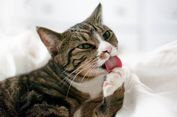 Penyebab Kucing Menjilati Tubuh Secara Berlebihan, Bahayakah?