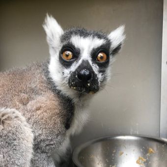 Foto seekor lemur bernama Maki yang dinyatakan hilang pada Rabu (14/10/2020) oleh Kebun Binatang San Francisco, Amerika Serikat (AS).