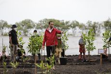 Tanpa Alas Kaki, Jokowi Ikut Tanam Mangrove Bersama Warga di Riau