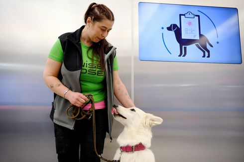 Bandara Finlandia Pakai Anjing Pelacak Covid-19, Akurat Hampir 100 Persen