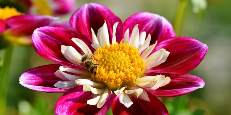 Budidaya Bunga Aster Di Pekarangan Dengan Mudah
