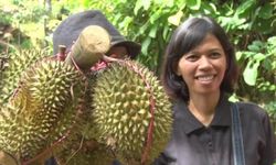 Menanti Lezatnya Durian Runtuh di Trenggalek