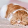 Mengetahui 13 Gaya Kucing Tidur dan Artinya