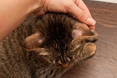 Tips Menumbuhkan Bulu Kucing yang Terkena Jamur