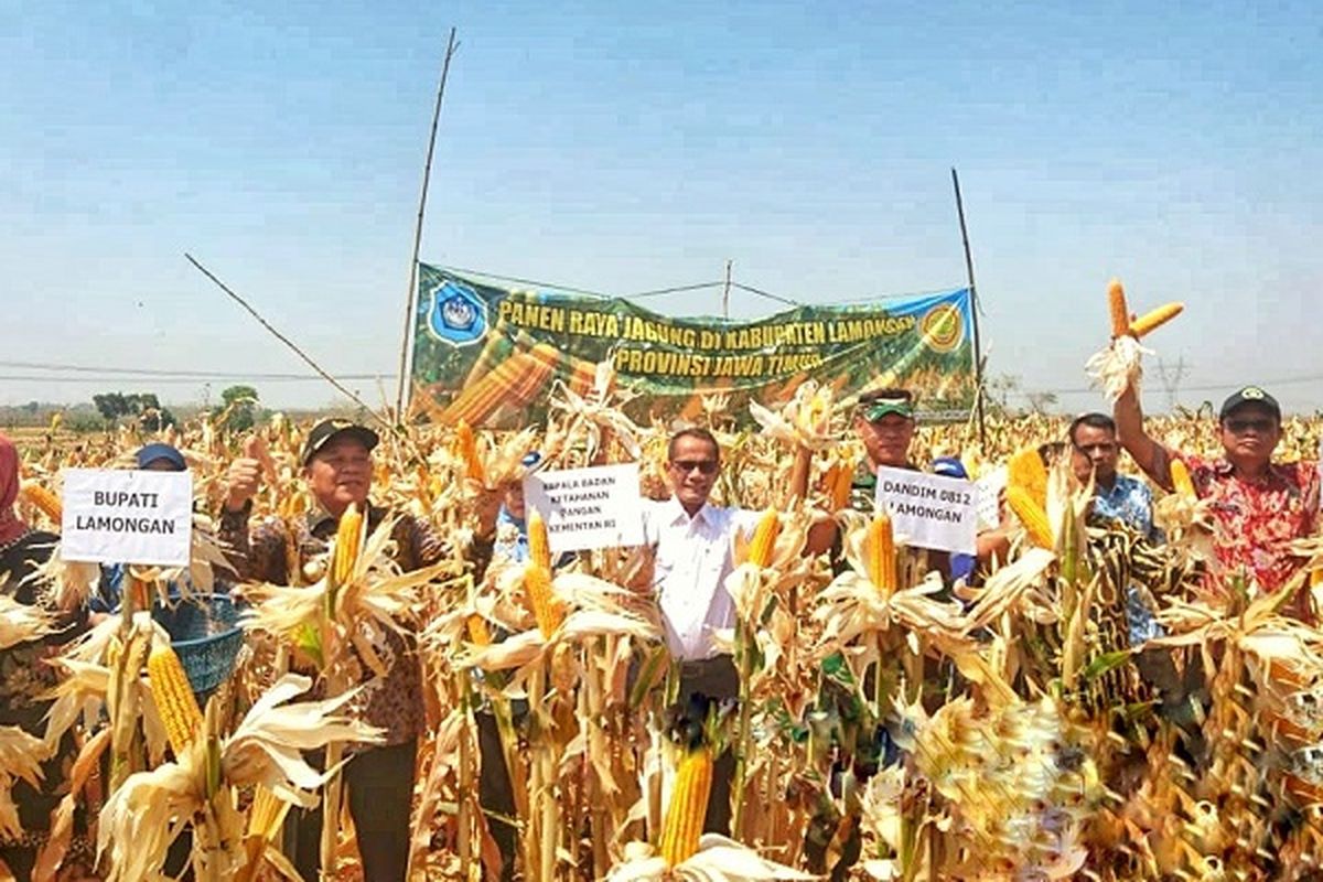 Kepala Badan Ketahanan Pangan (BKP), Kementerian Pertanian (Kementan) Agung Hendriadi bersama Bupati Lamongan Fadeli melakukan panen raya jagung di Desa Kakat Penjalin, Ngimbang, Kabupaten Lamongan, Jawa Timur