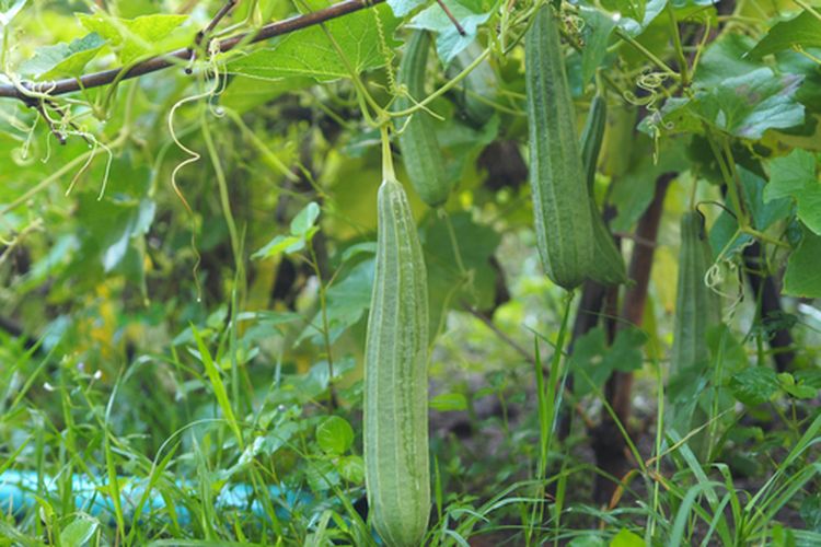 Tanaman gambas atau oyong